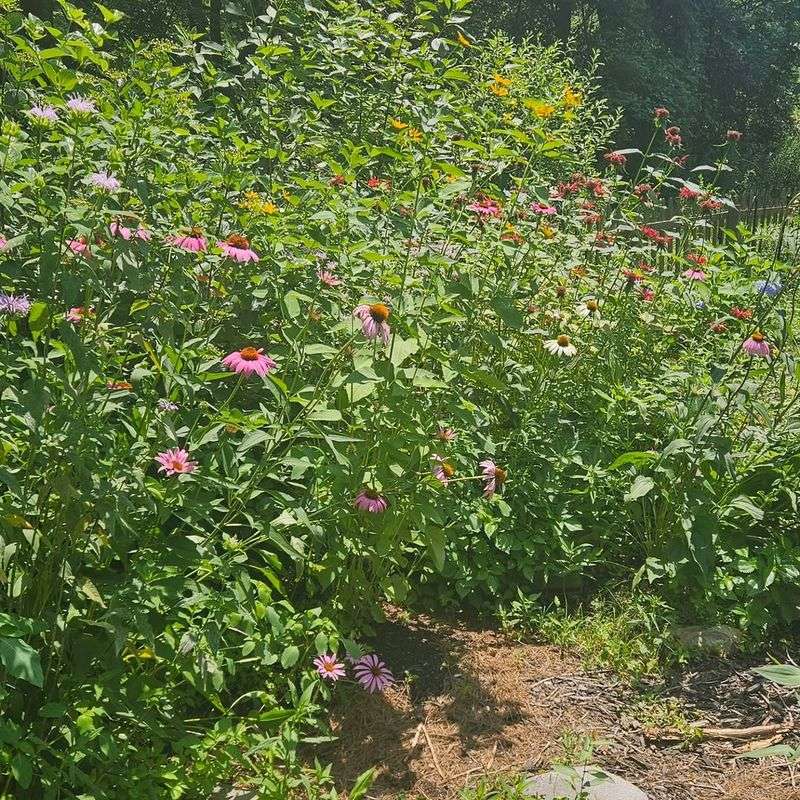 Use the planting for habitat, not as a pest-control guarantee Use the planting for habitat, not as a pest-control guarantee