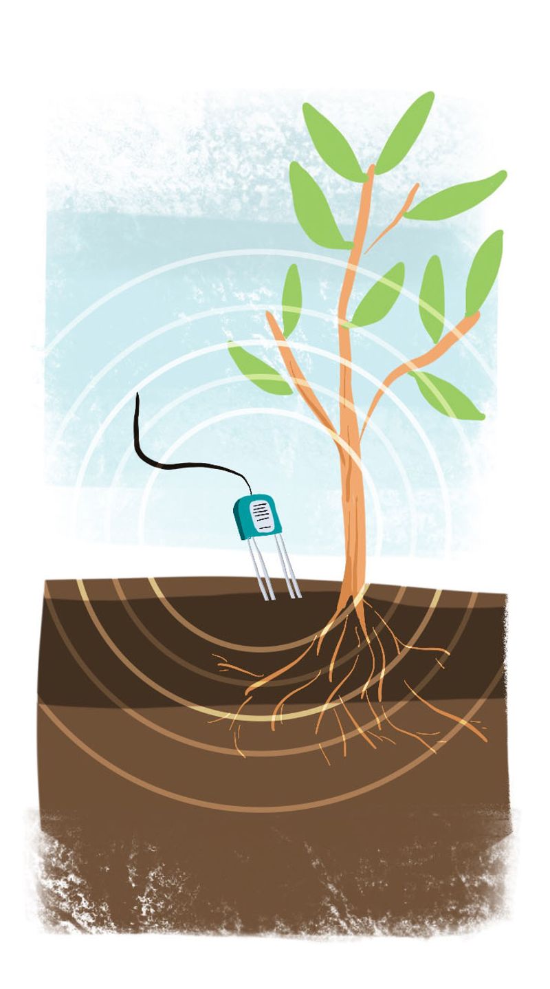 Use the probe—not a promise or a calendar—to guide the next watering