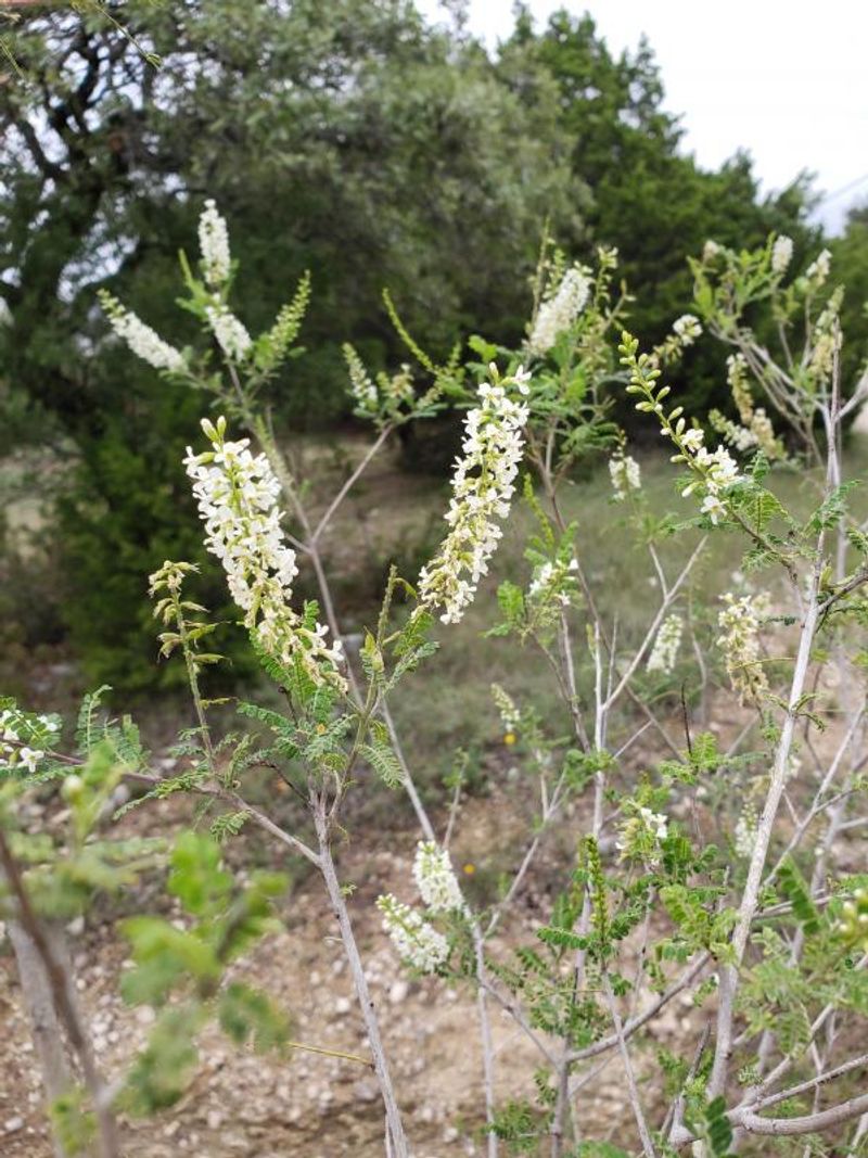 Use the shrub where Central Texas conditions suit it Use the shrub where Central Texas conditions suit it