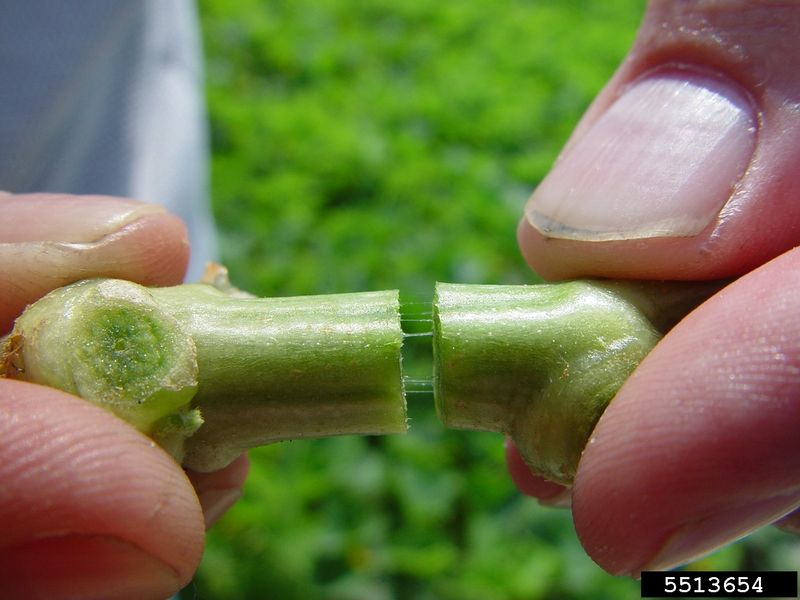 Use the stem check and beetle search as supporting evidence