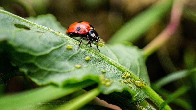 Use the yard’s natural enemies before reaching for chemicals