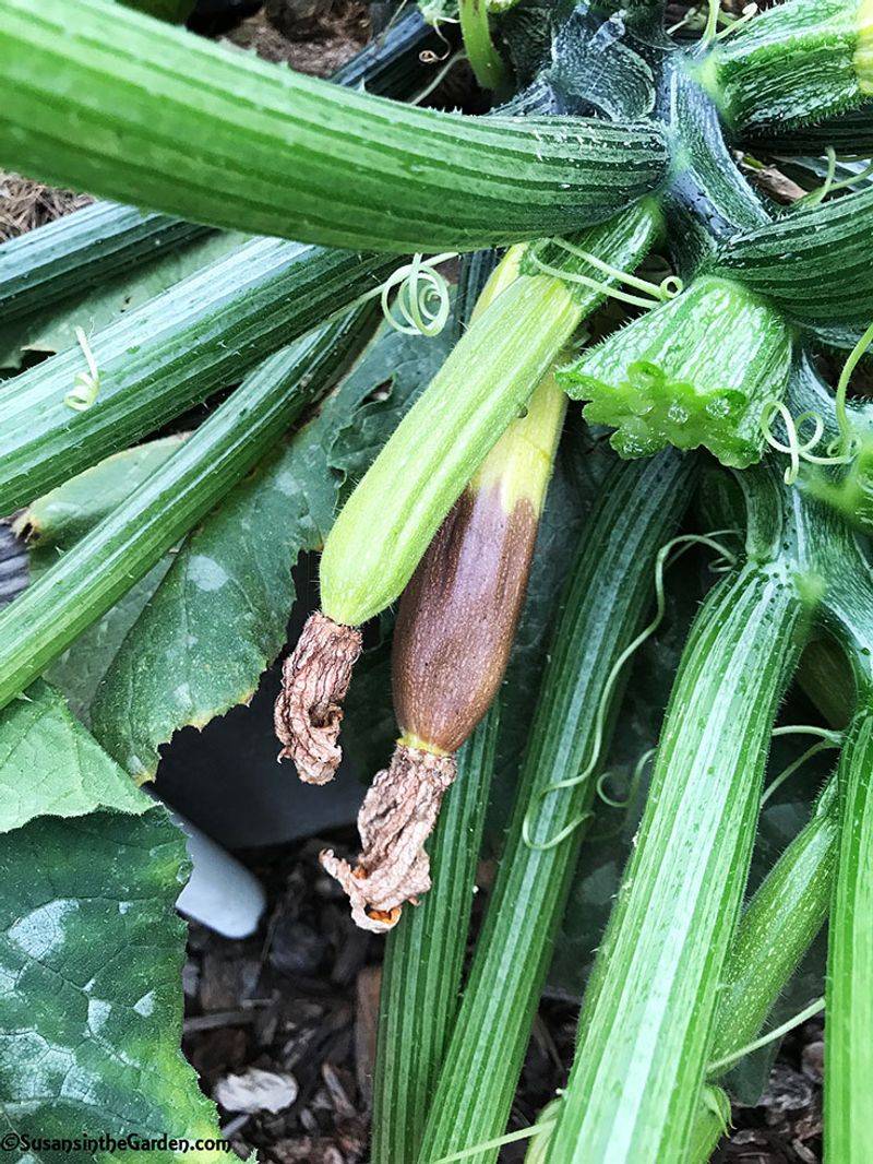 Use the young fruit to recognize poor pollination Use the young fruit to recognize poor pollination