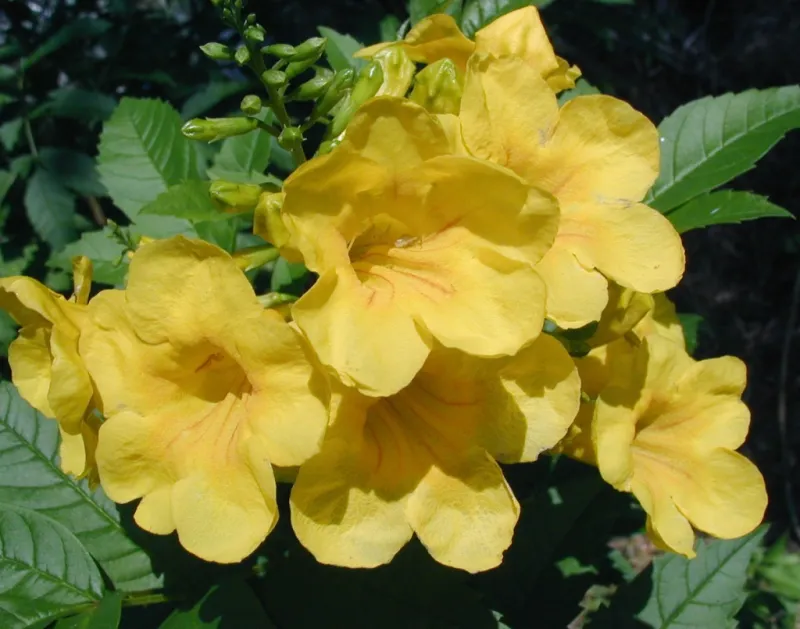 Use these steps to improve the odds of fall flowers Use these steps to improve the odds of fall flowers