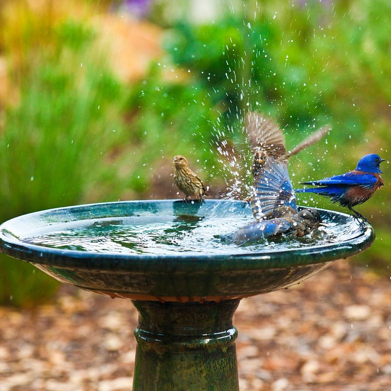 Use this checklist to decide whether a birdbath fits your yard Use this checklist to decide whether a birdbath fits your yard