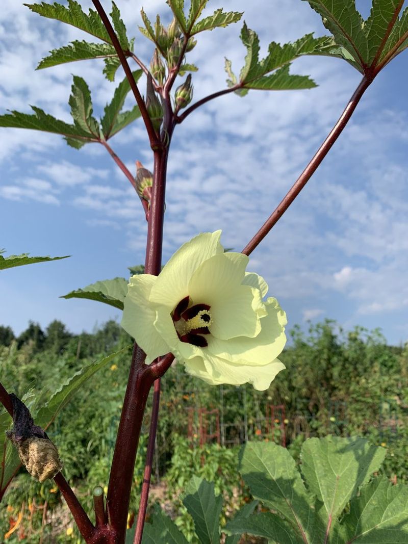 Use this simple routine for tall plants and fast-growing pods