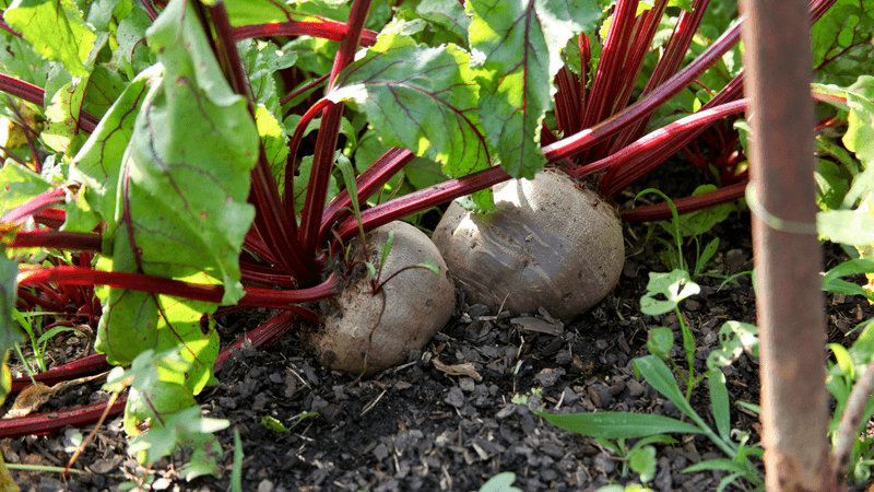 Use timing and steady care to improve the fall harvest