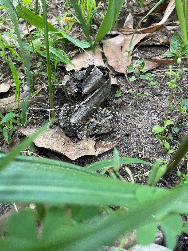 Use toad habitat as one layer of an evidence-based grub plan Use toad habitat as one layer of an evidence-based grub plan