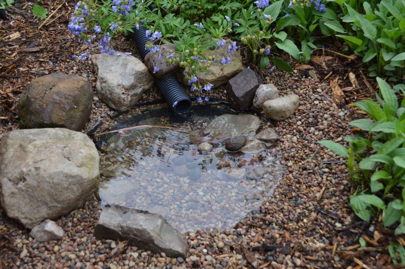 Use toads as one part of a healthier yard