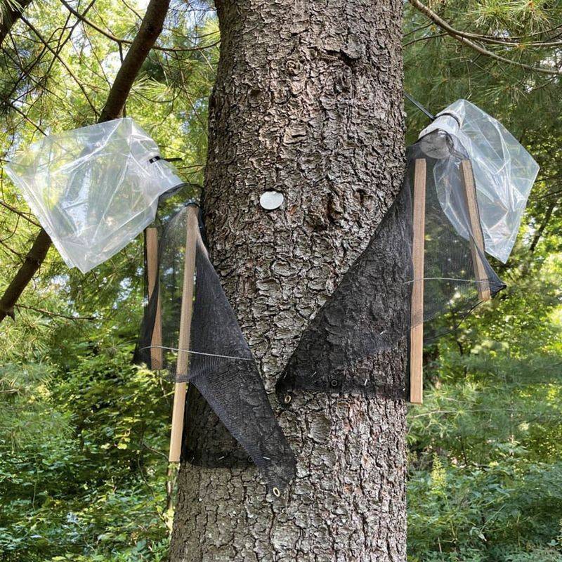Use traps and insecticides only when they fit the problem