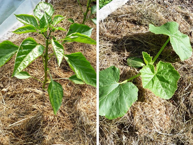 Use ventilated afternoon shade to lower heat stress