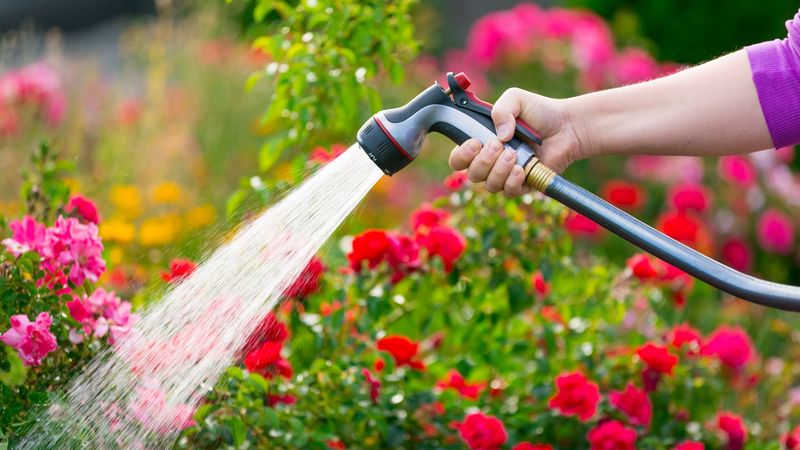Use water and balanced care before reaching for a pesticide