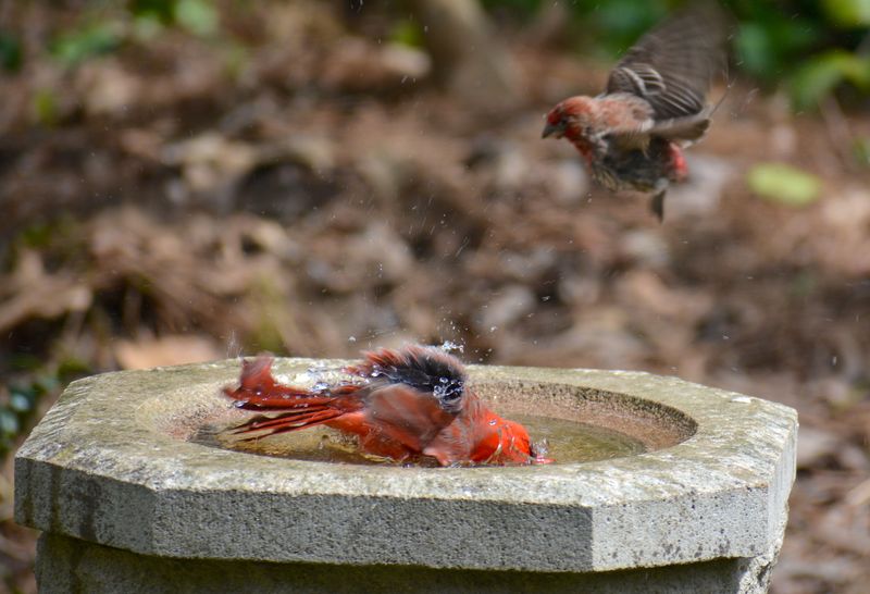 Use water and cover instead of relying on a feeder Use water and cover instead of relying on a feeder