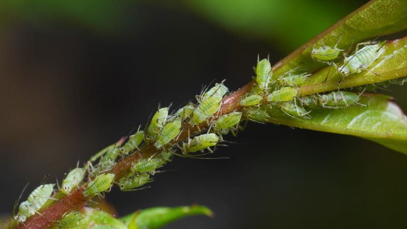 Use water for light infestations, and let ants prompt a closer look