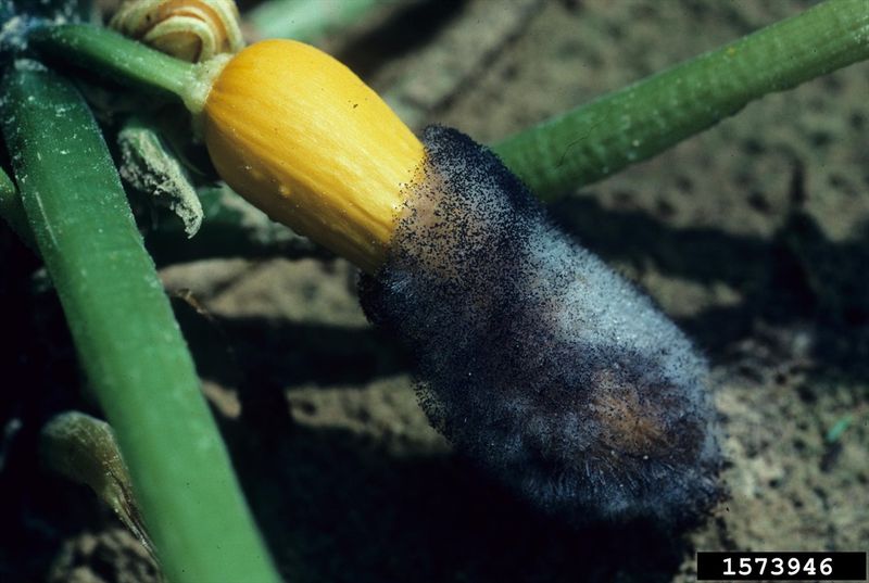 Use weather and appearance to check for wet-weather rot