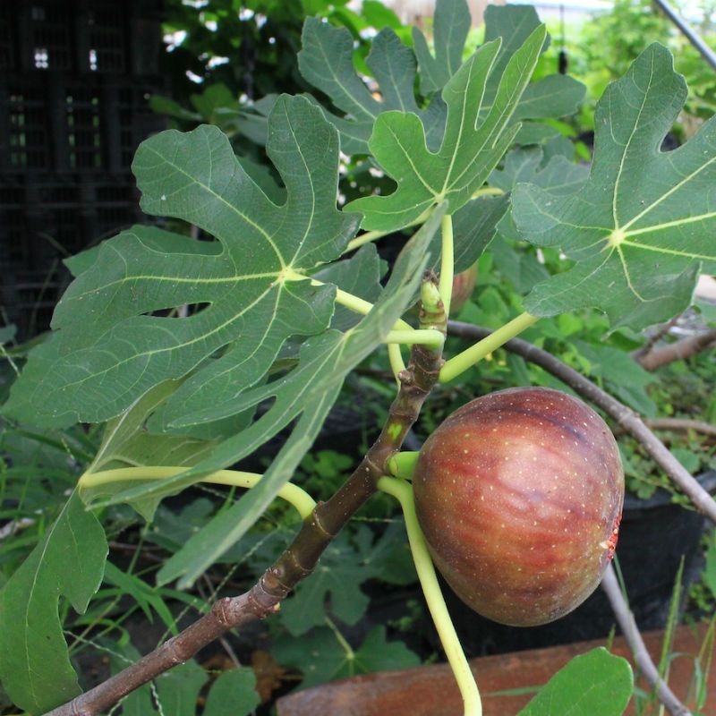 Variety affects second-crop potential, but conditions decide the outcome Variety affects second-crop potential, but conditions decide the outcome
