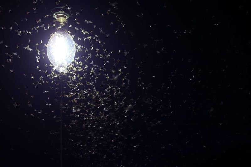 Vegetation and Outdoor Lighting Can Make the Yard Sound Overrun