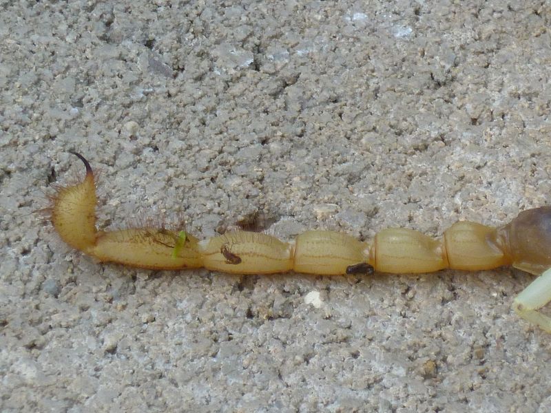 Vegetation and debris can shape scorpion microhabitat