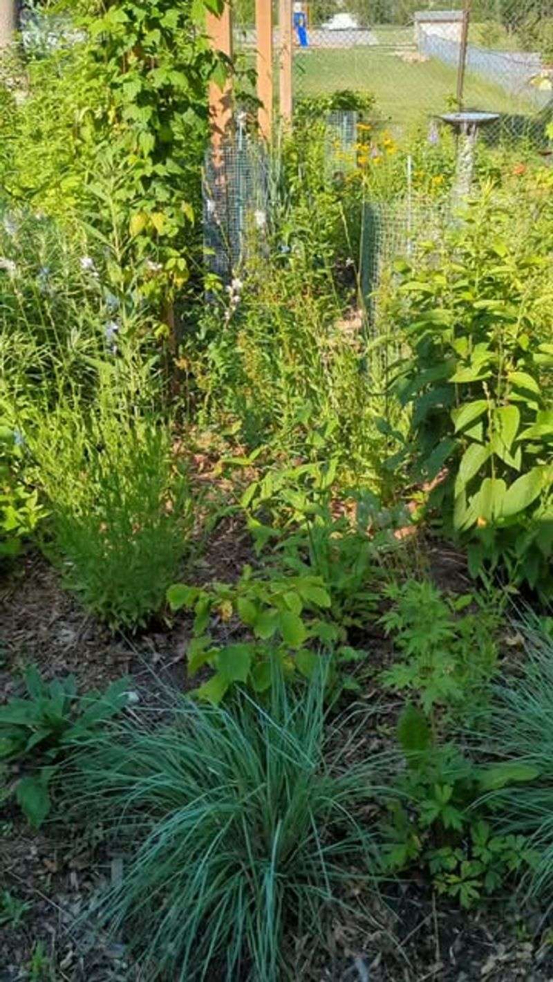 Vegetation and shelter make a yard more usable Vegetation and shelter make a yard more usable