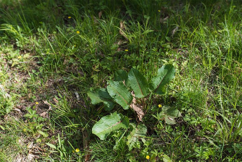 Verify the plant and respond carefully before taking action Verify the plant and respond carefully before taking action