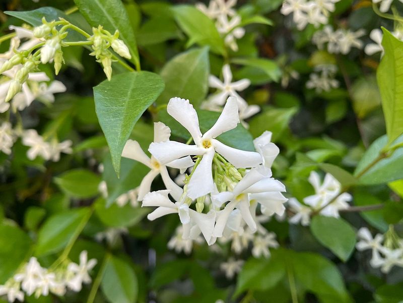 Verify the plant’s identity and realistic safety profile