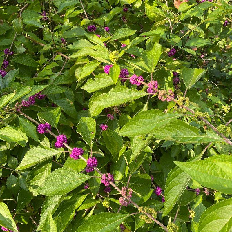 Verify the species and know when another shrub fits better