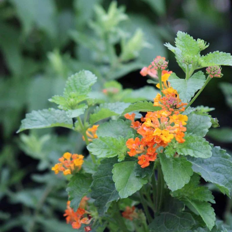 Verify the species before you bring lantana home