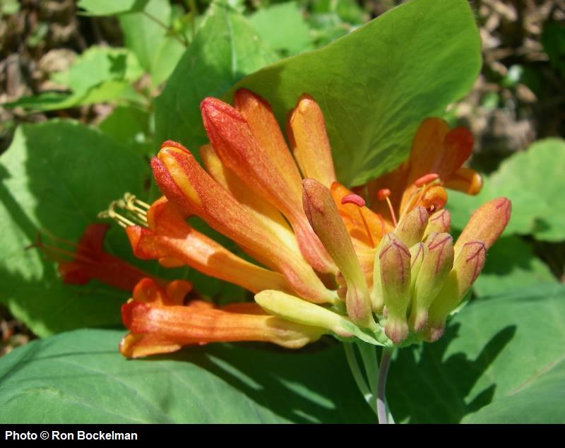 Verify the species before you plant