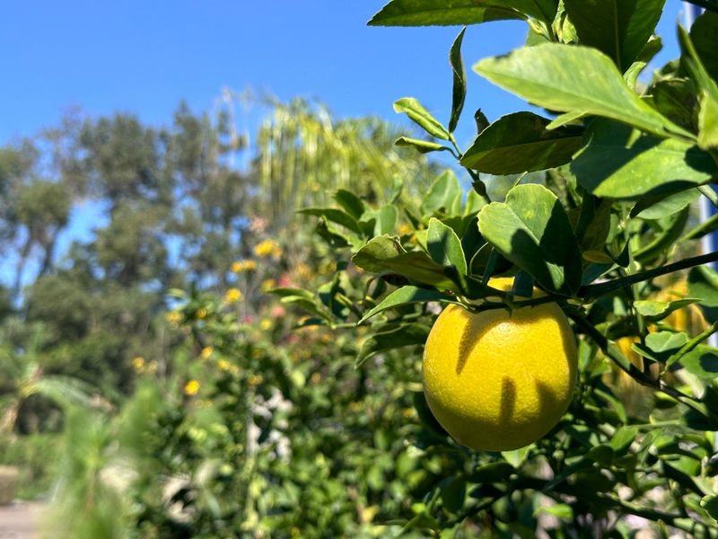 Verify the tree's age, origin, and cultivar