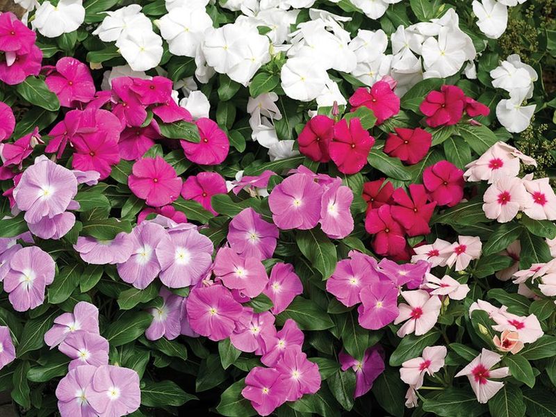 Vinca (Madagascar Periwinkle) Vinca (Madagascar Periwinkle)