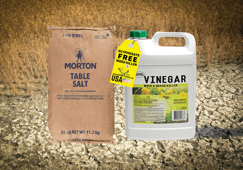 Vinegar and salt can damage the lawn instead of fixing it Vinegar and salt can damage the lawn instead of fixing it