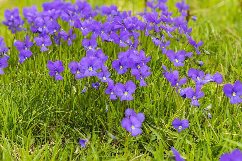 Violets require a different removal strategy