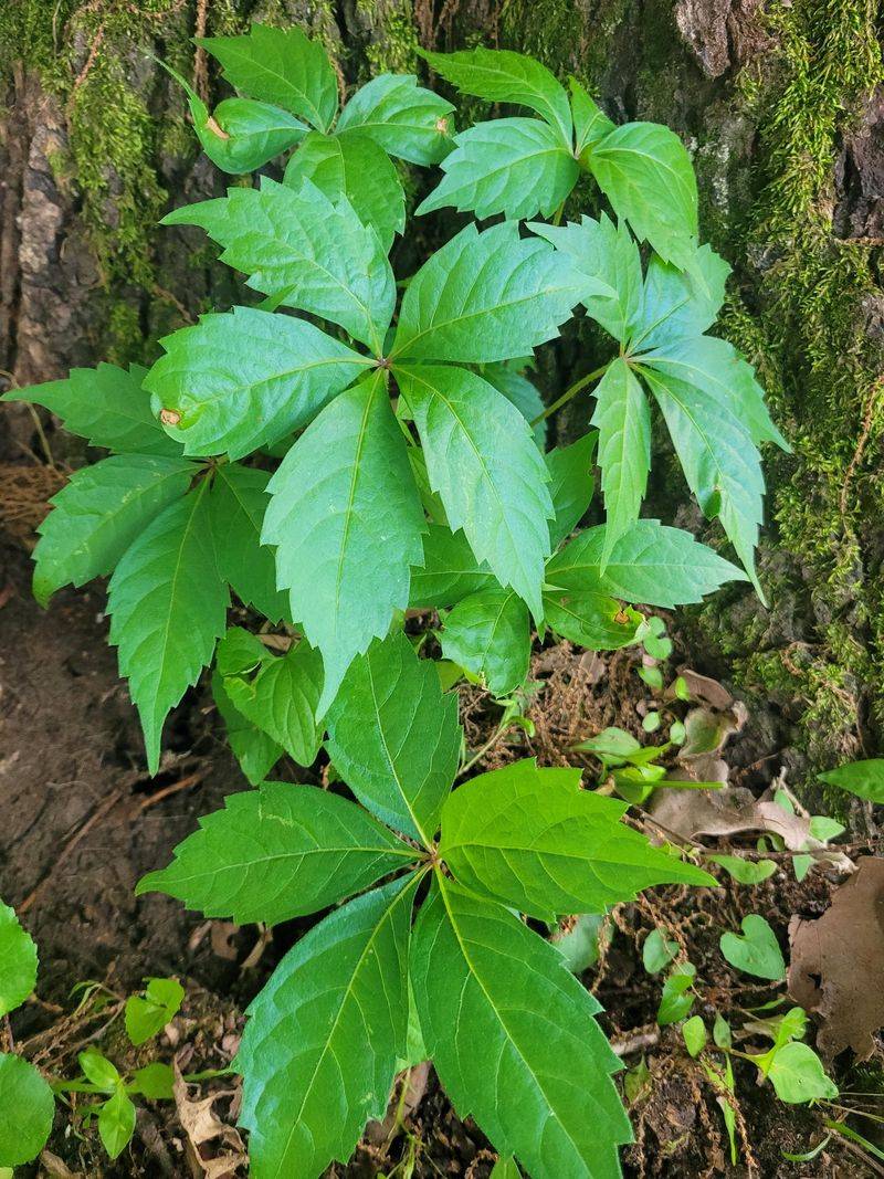 Virginia Creeper