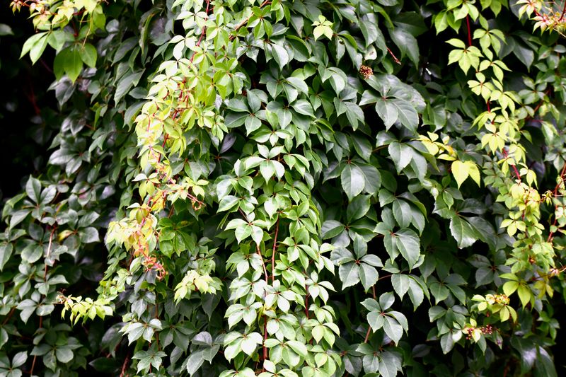 Virginia Creeper