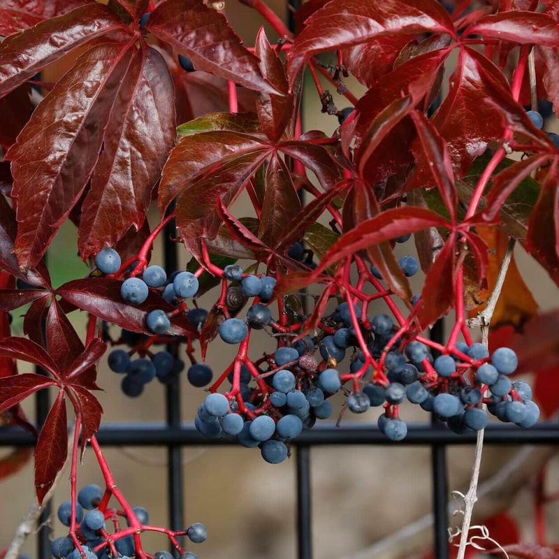 Virginia Creeper