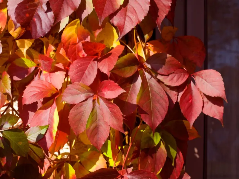 Virginia Creeper Virginia Creeper
