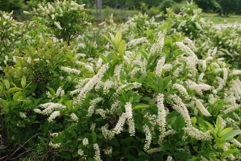 Virginia Sweetspire (Itea virginica)