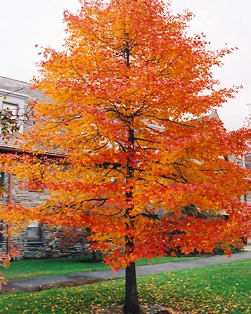 Vivid fall color adds landscape value Vivid fall color adds landscape value