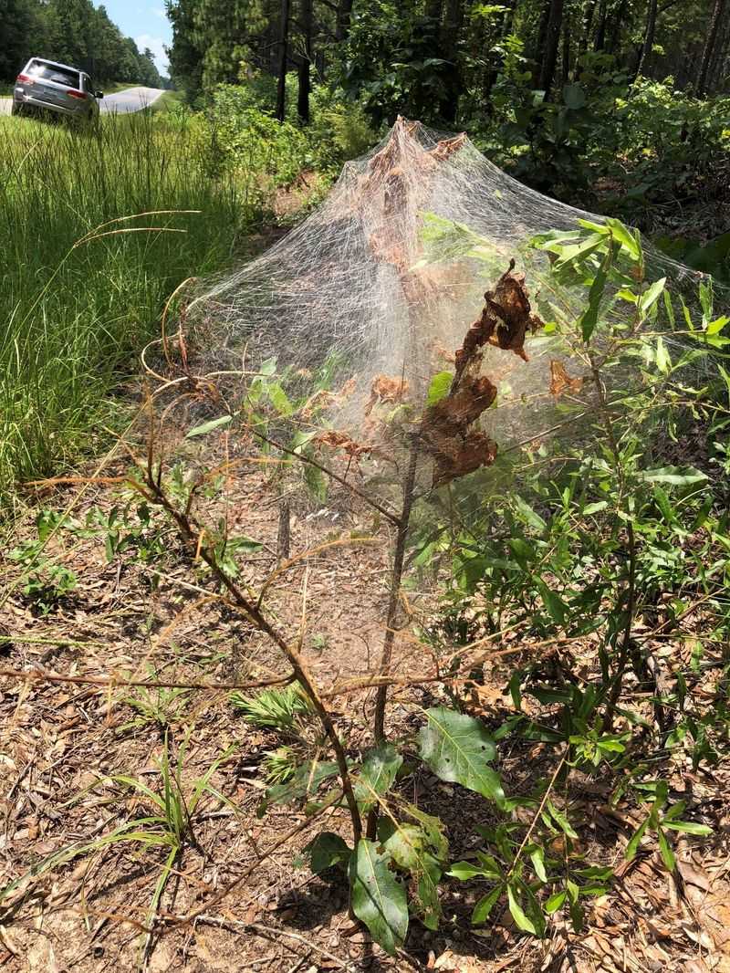 Vulnerable Trees Deserve Closer Attention