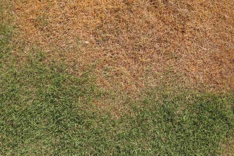 Wait for Recovery Before Replacing Brown Turf Wait for Recovery Before Replacing Brown Turf