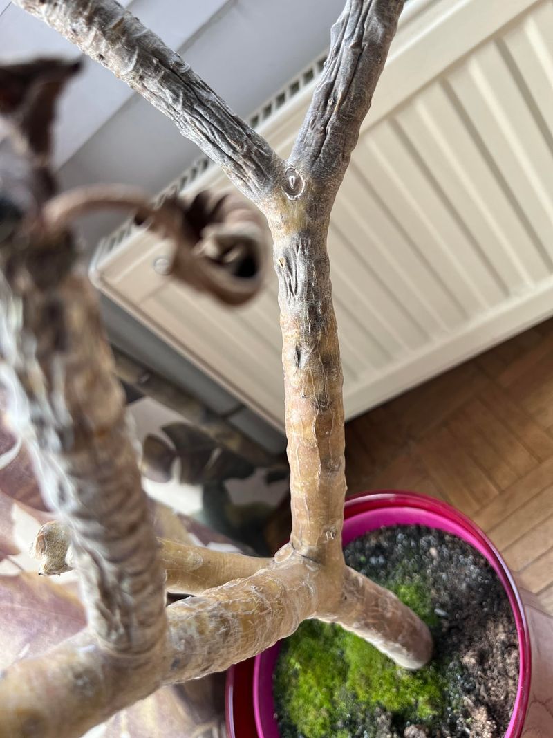Wait for recovery before pruning frost damage Wait for recovery before pruning frost damage
