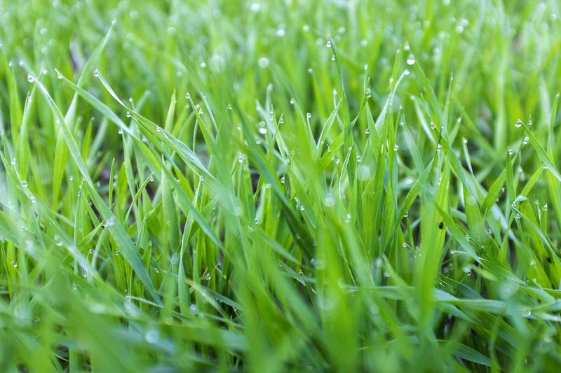 Wait until the grass is genuinely dry