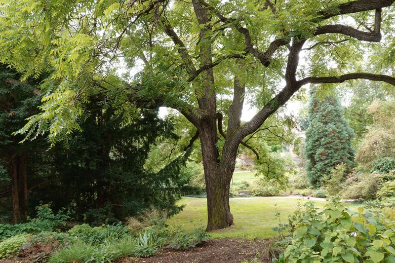 Walnut trees