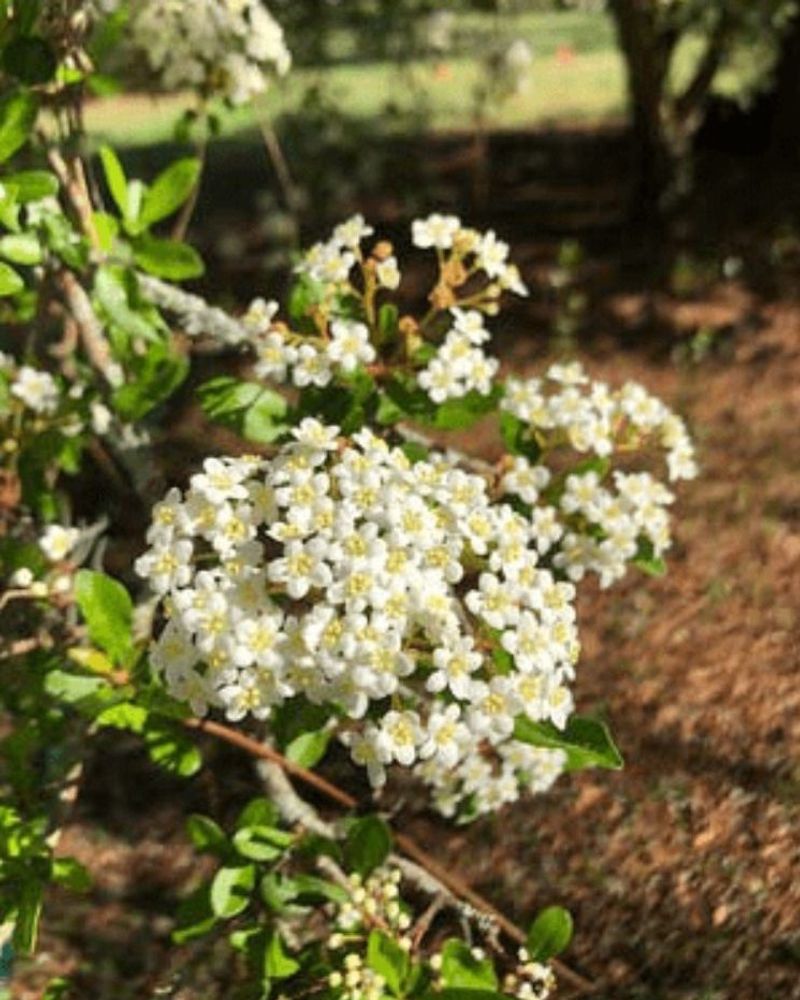 Walter's Viburnum
