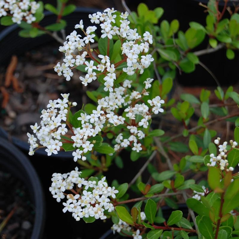 Walter's Viburnum