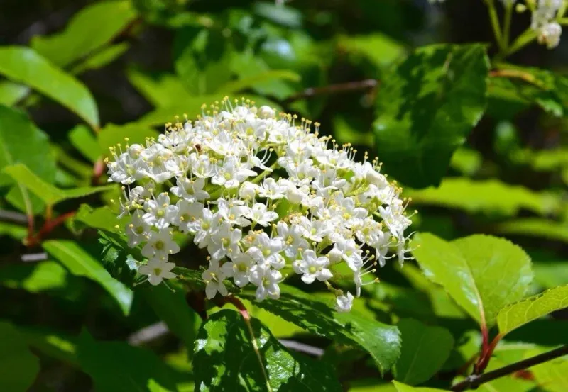 Walter's Viburnum Walter's Viburnum