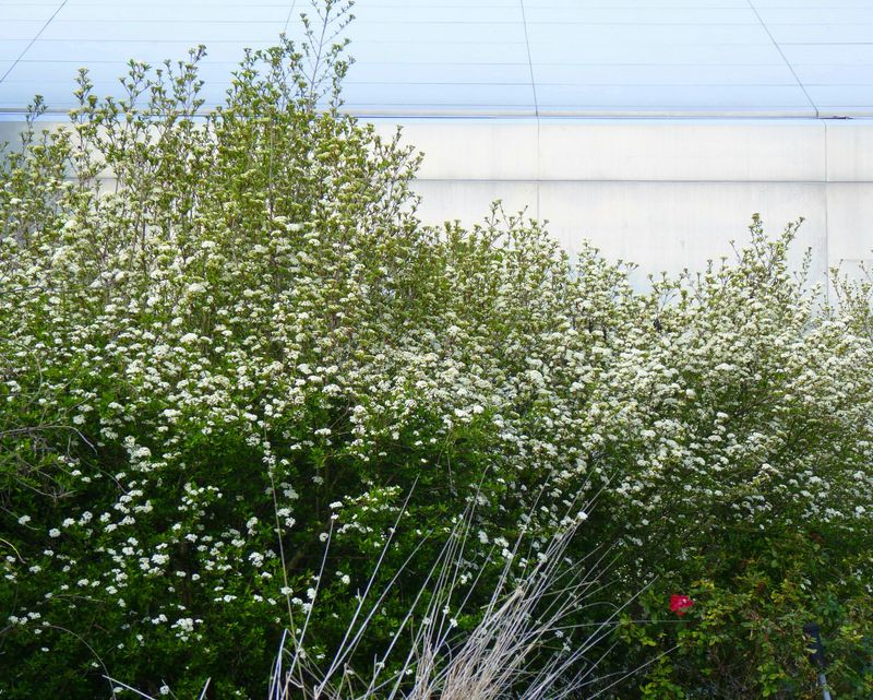 Walter's Viburnum