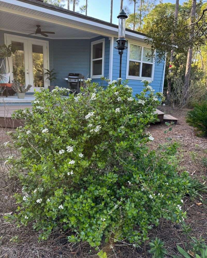Walter’s Viburnum