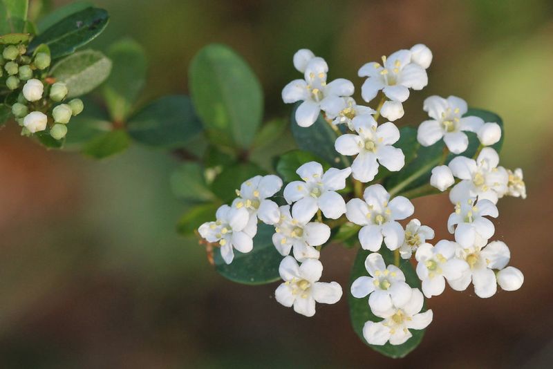 Walter's Viburnum Walter's Viburnum