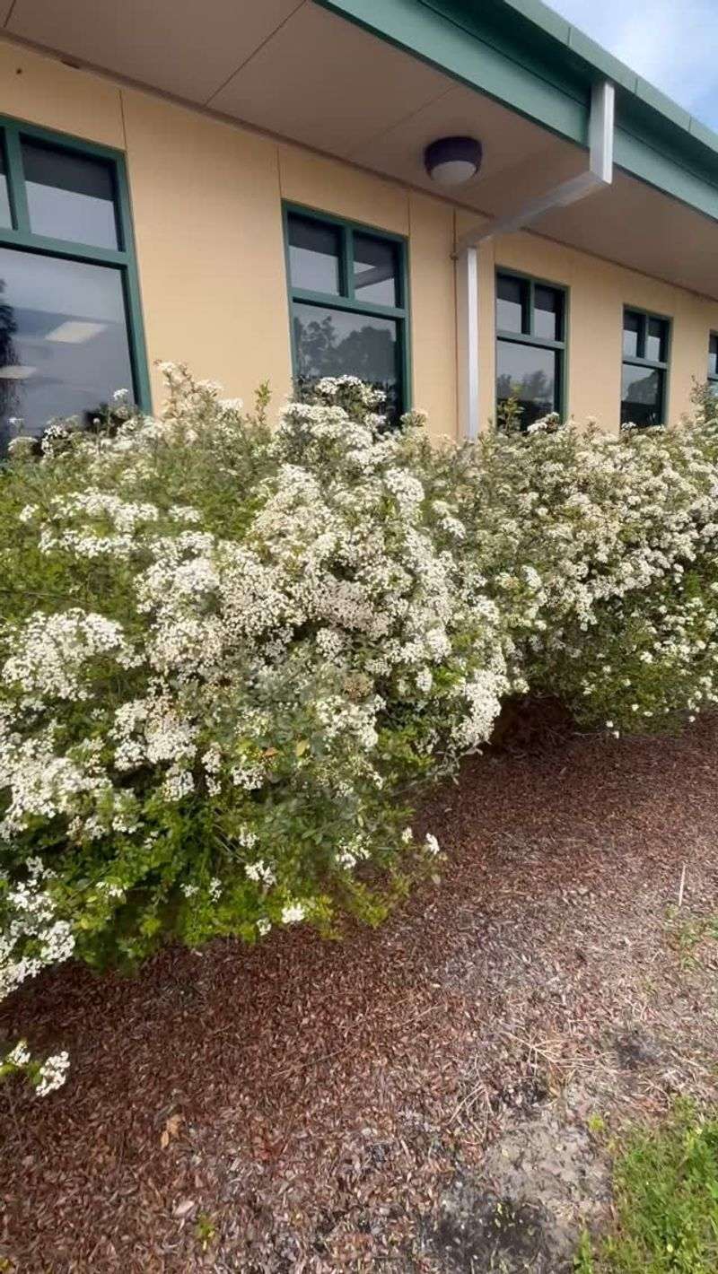 Walter's Viburnum