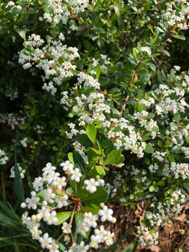 Walter's Viburnum